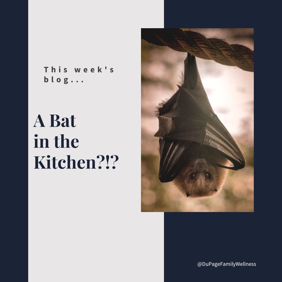 a bat in the kitchen
