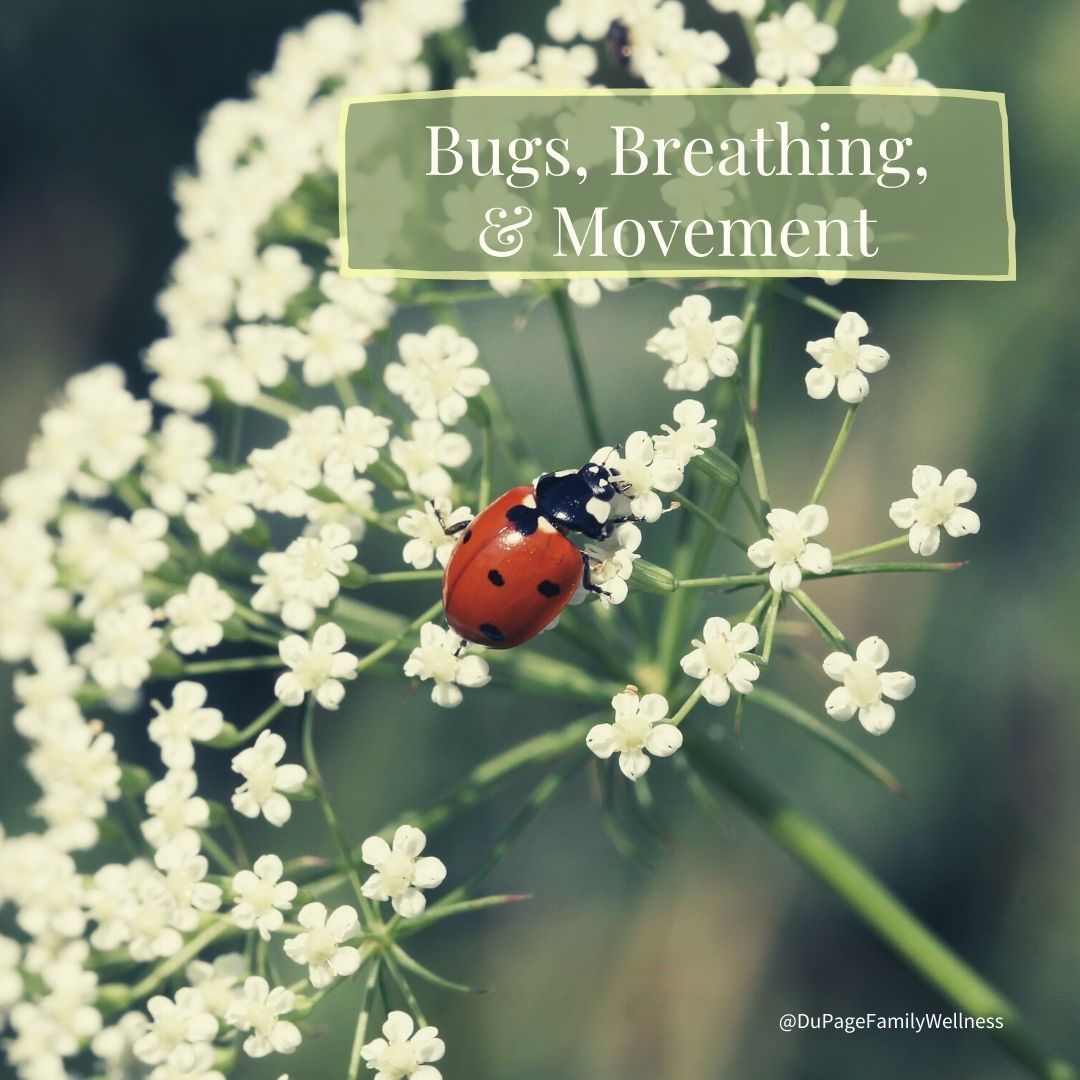 blog bugs breathing and movement