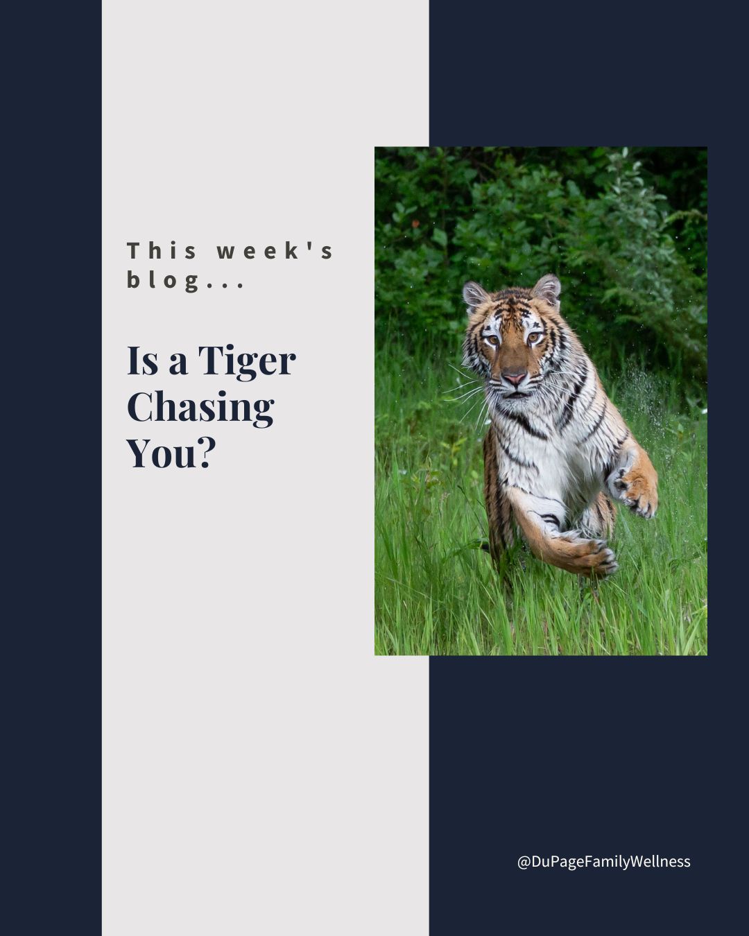 is a tiger chasing you clog cover